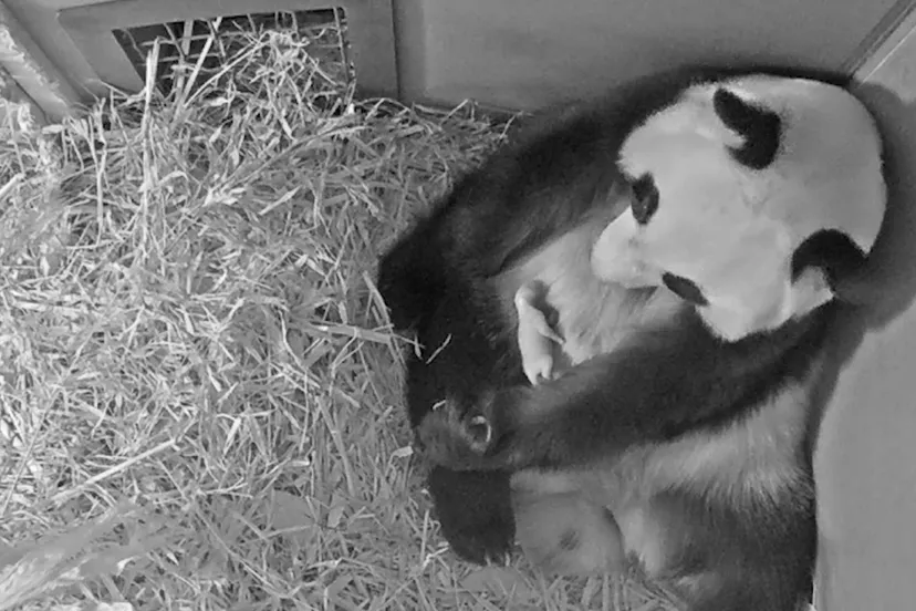 panda cub may 2020