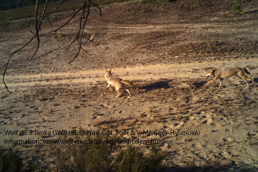 pb camtrap janka klein