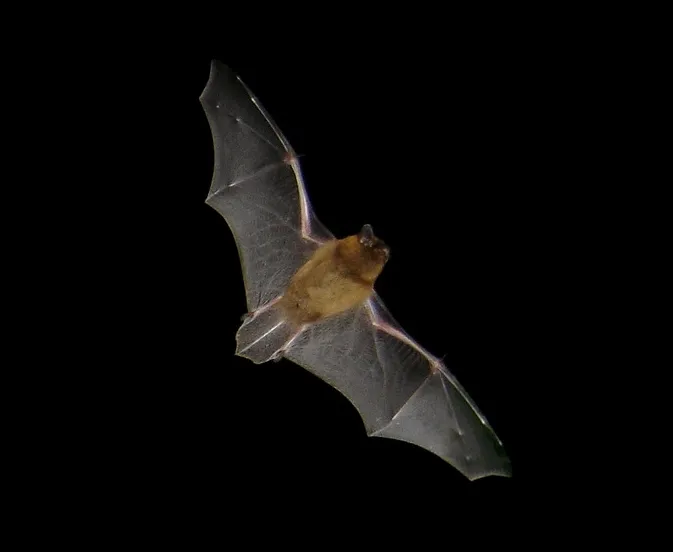 pipistrellus pipistrellus barracuda1983 wikimedia cc by sa 30