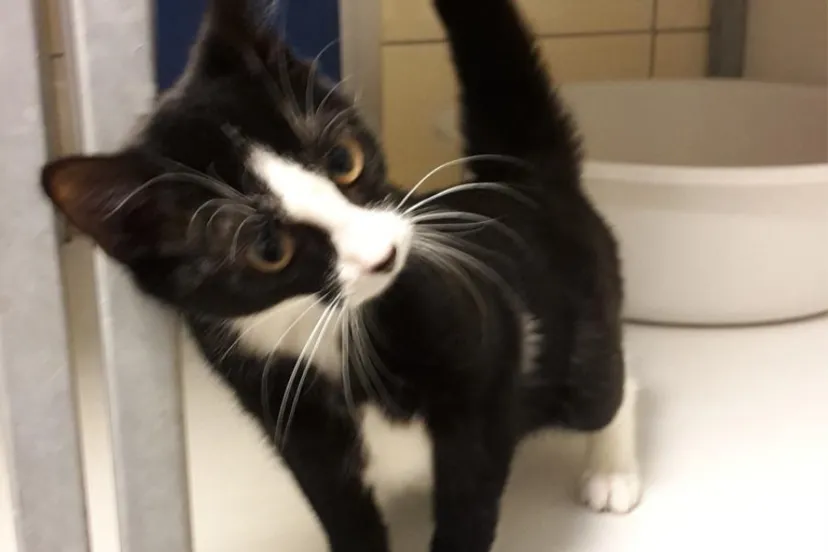 poes gevonden renkum top