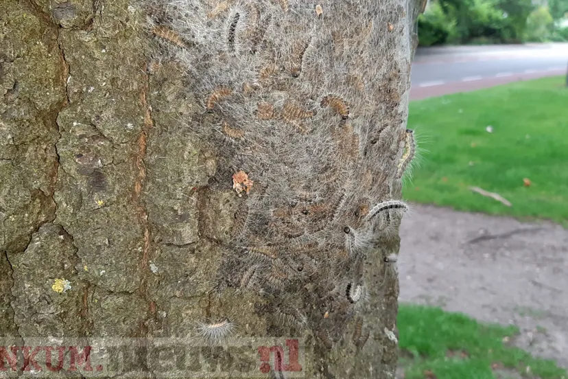 processierups renkum 1