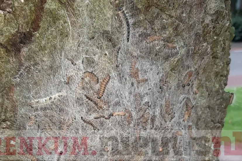 processierups renkum 3