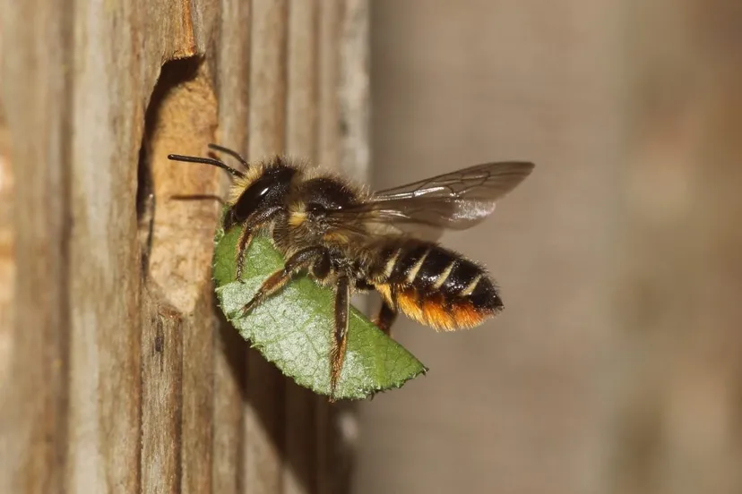 rbdwildebij pieter van breugel