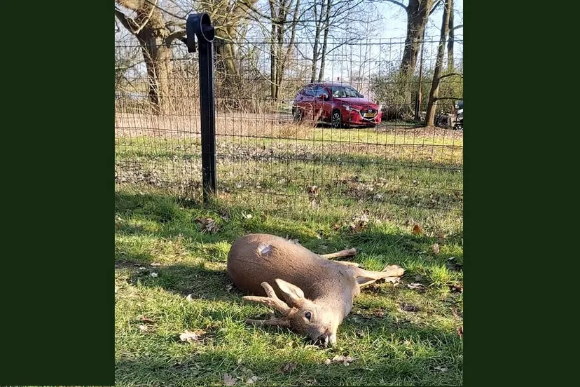 reebokje michael stubbs2