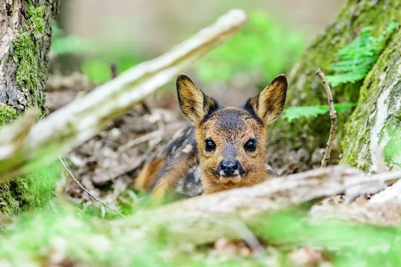 reekalfje kein formaat