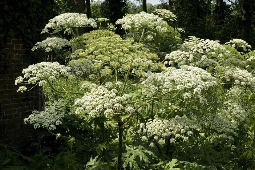 reuzenbereklauw bron saxifraga foto jan van der straaten 003