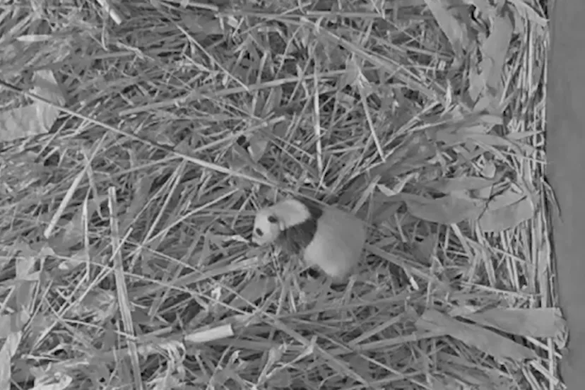 reuzenpandajong een maand oud copyright ouwehands dierenpark