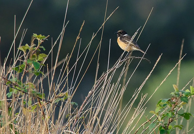 roodborsttapuit arend wikimedia