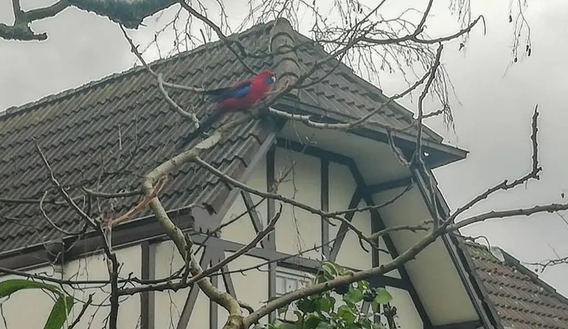 rosella oosterbeek