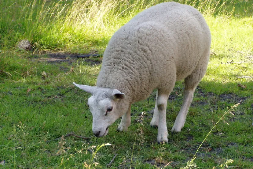 schaap amarant wikimedia