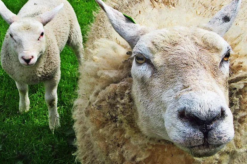 schaap arieth pixabay