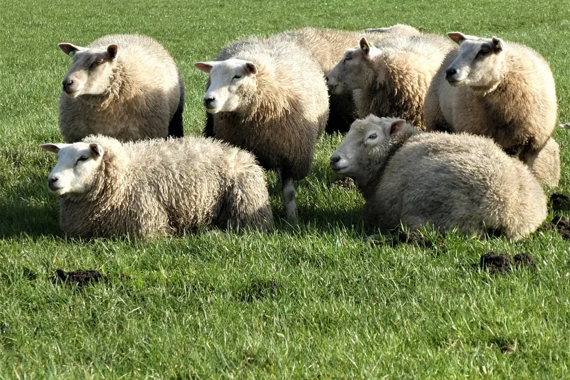 schapen else margriet pixabay
