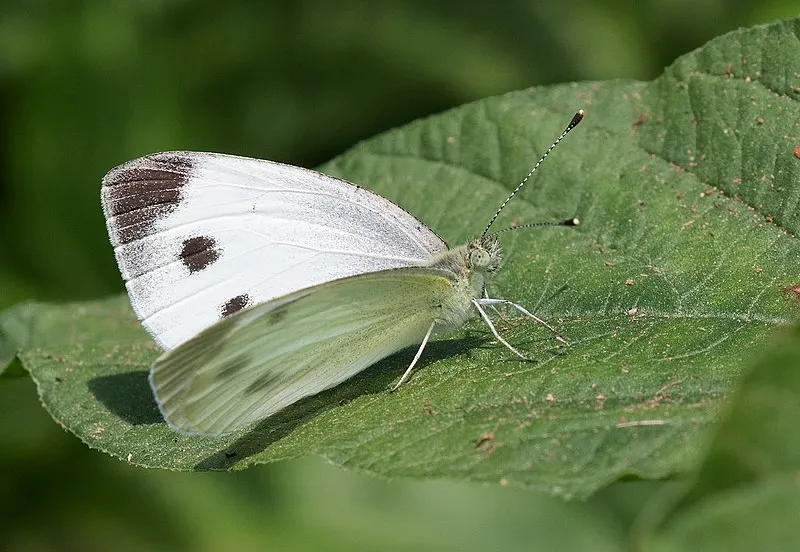scheefbloemwitje zeynel cebeci wikimedia