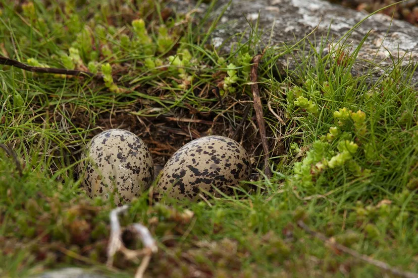 scholekster eieren sakuranetterling pixabay