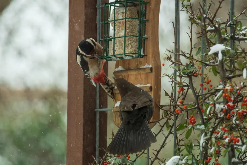 specht en merel sabine van erp pixabay