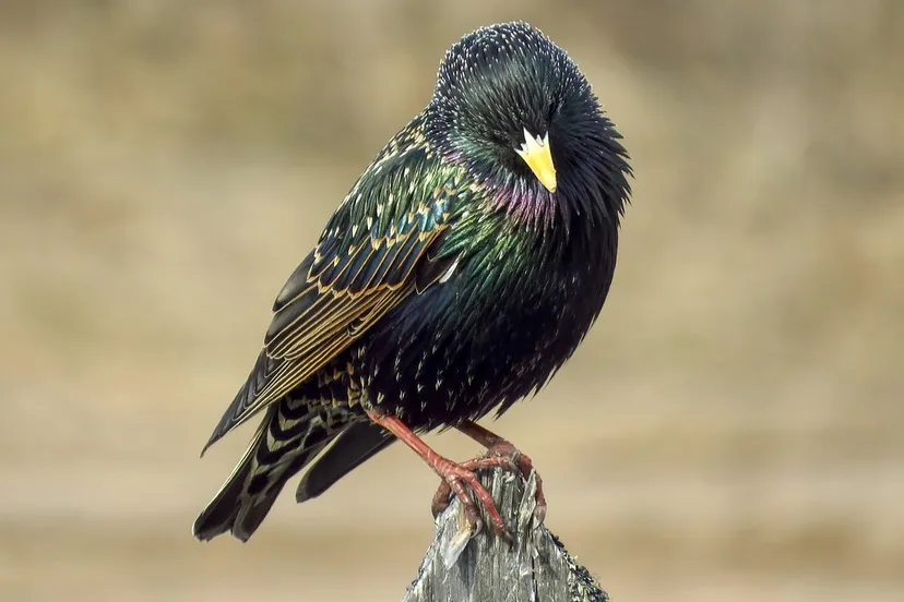 spreeuw sergei spas pixabay