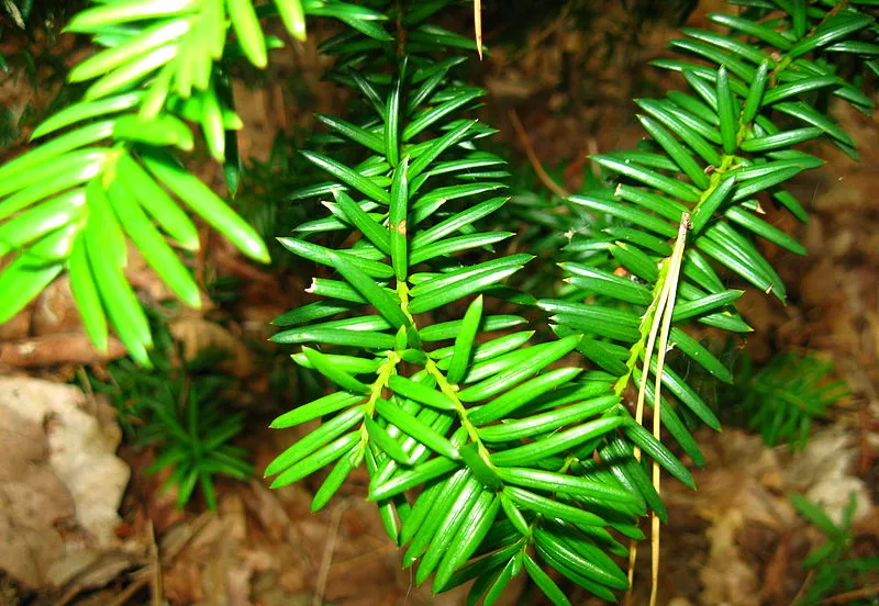 taxus anthantor wikimedia