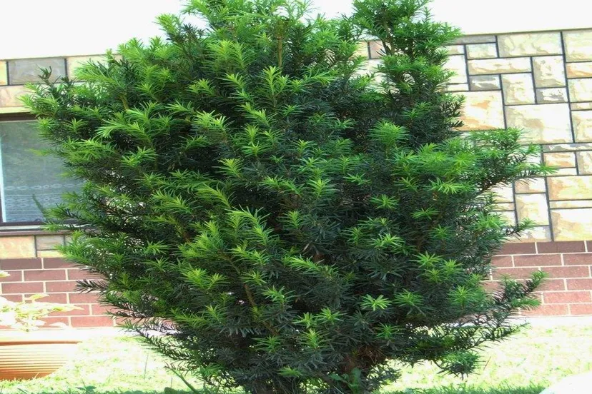 taxus baccata jerzy opiola wikimedia