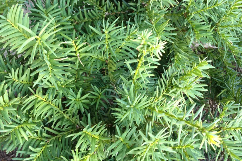 taxus sp yew close up view