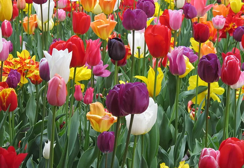 tulpen kritzolina wikimedia