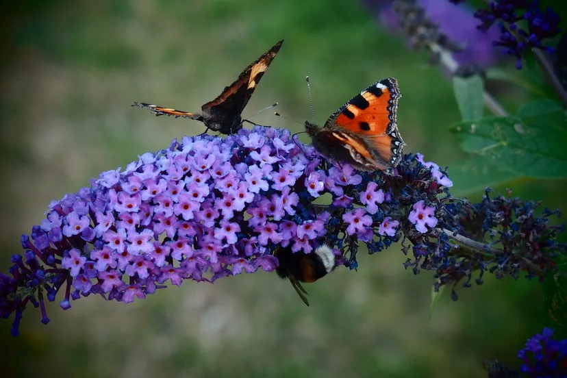 vlinderstruik paars martinevod pixabay