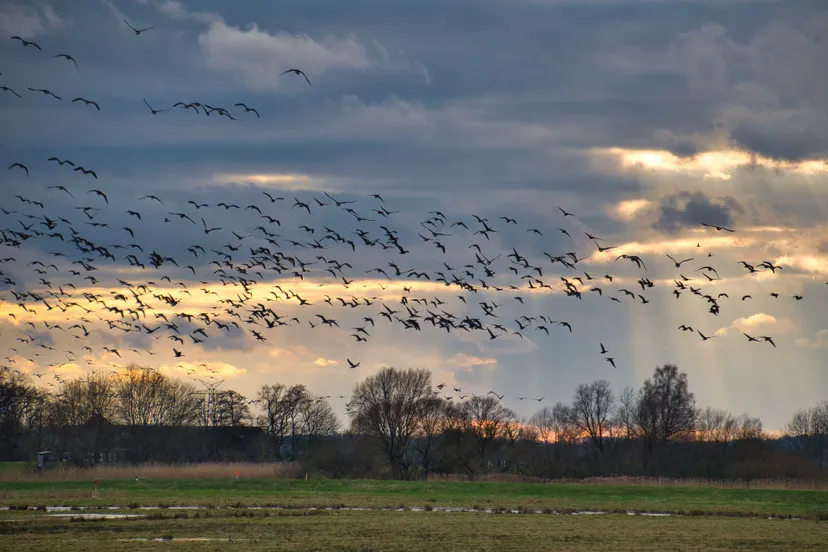 vogels natuur helgaka pixabay