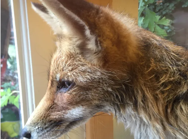 vosje dr spectacles amsterdam