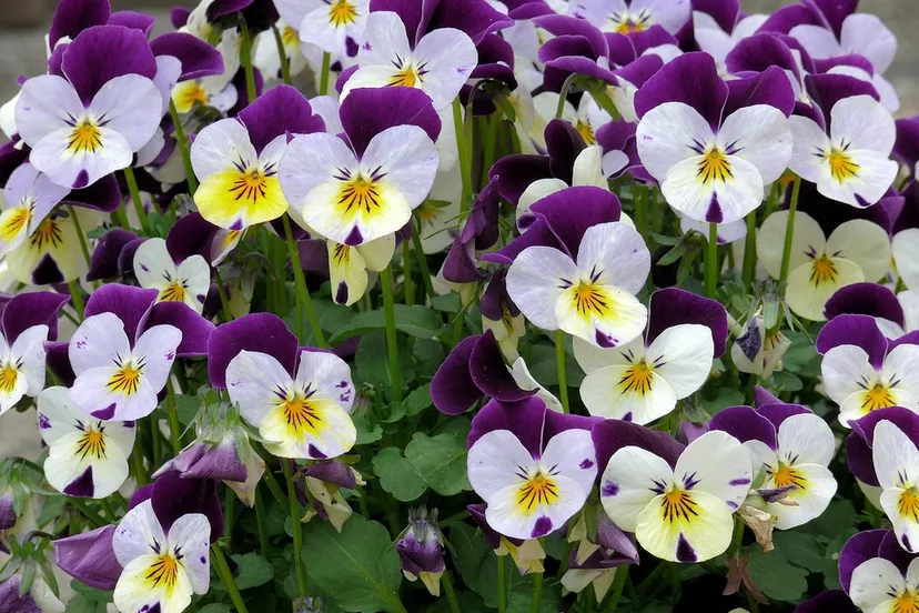 winterviooltjes tanteloe pixabay