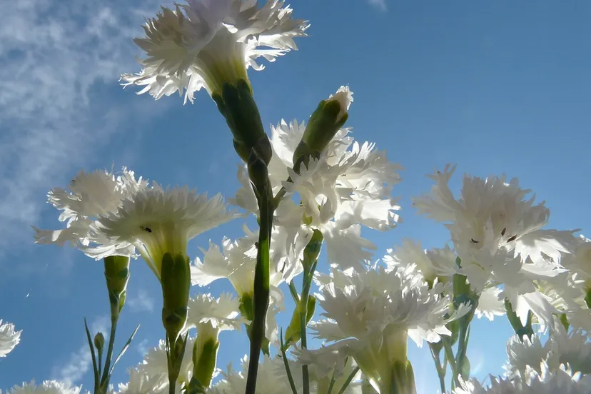 witte anjer hans pixabay