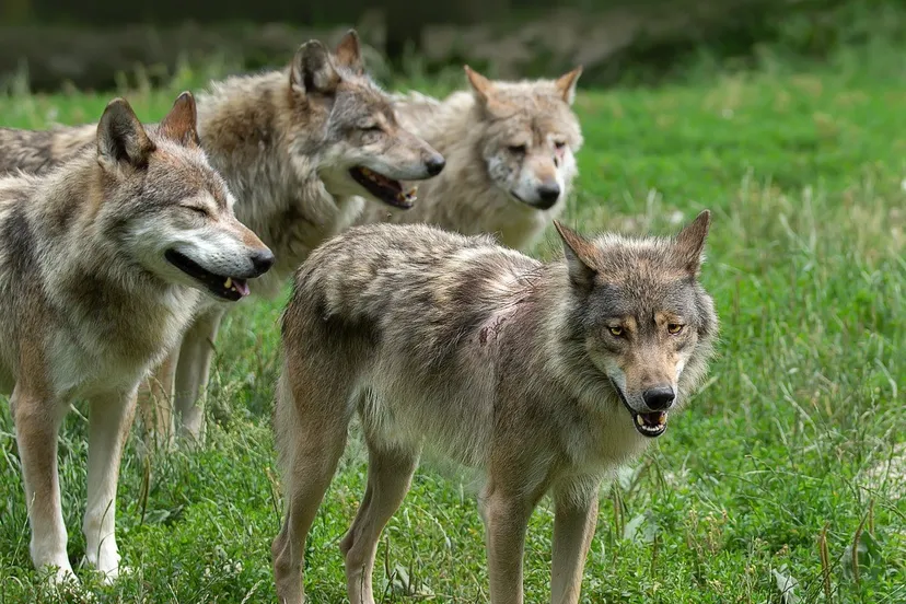 wolven 5500589 pixabay