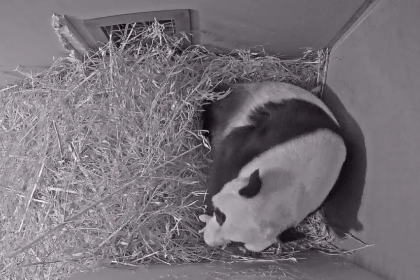 wu wen met pandajong ouwehands dierenpark