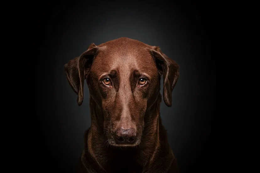 angstige hond maddin 1983 via pixabay