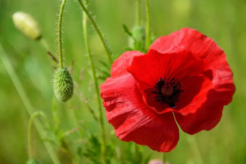 poppy connie sf via pixabay