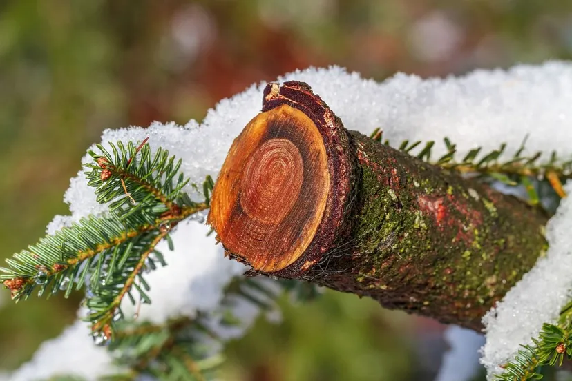 sneeuw tak nickype pixabay