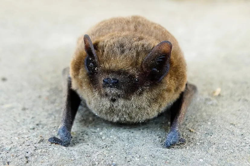 dwergvleermuis johannaschen pixabay