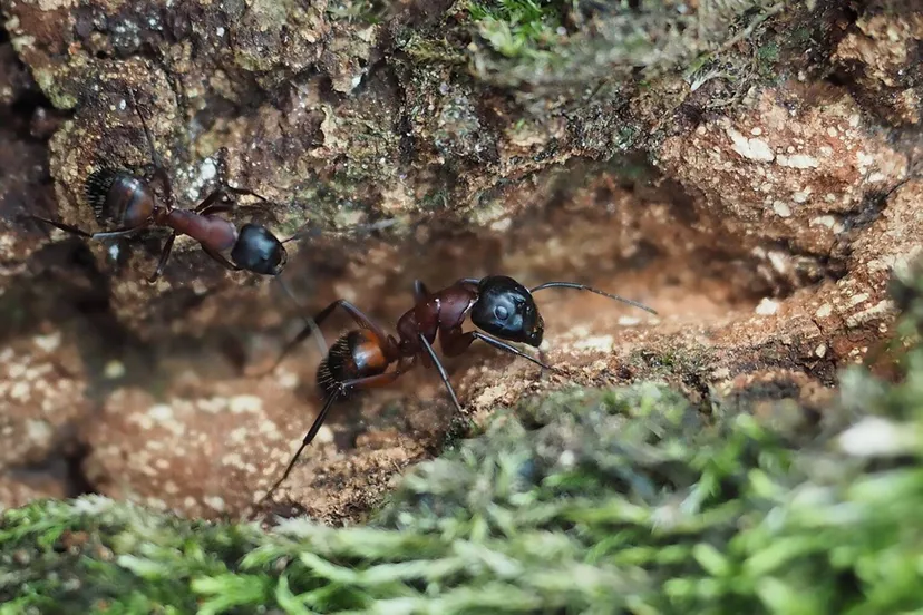 gewone reuzenmier jinze noordijk