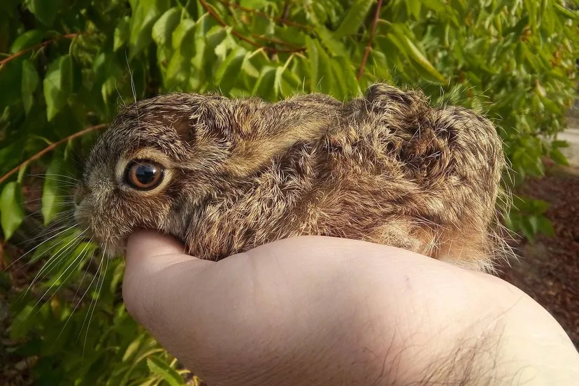 jong haasje danielalon pixabay