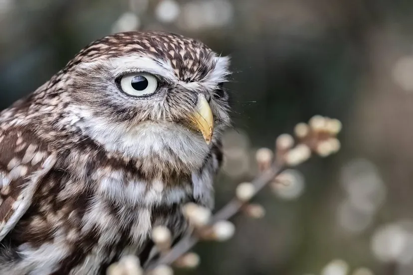 steenuil ebor pixabay