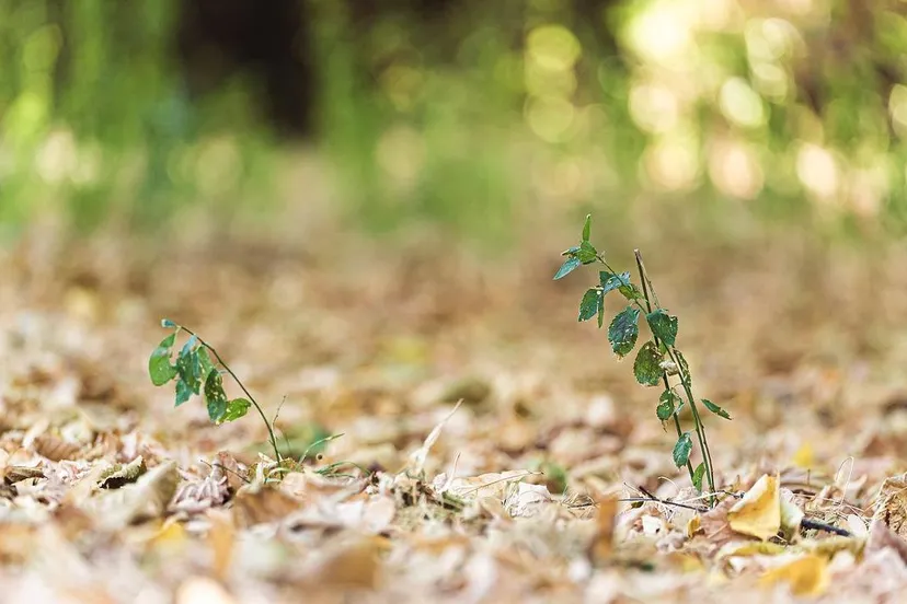 droogte daschorsch pixabay