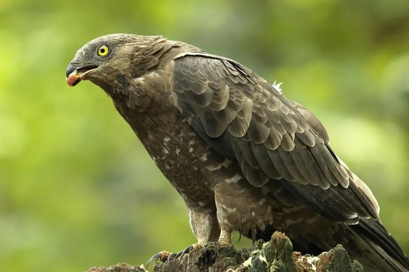 wespendief burohuiz pixabay