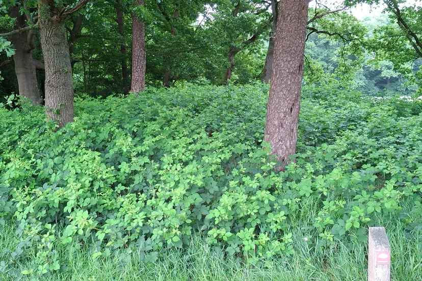 bramen 20250610 090800