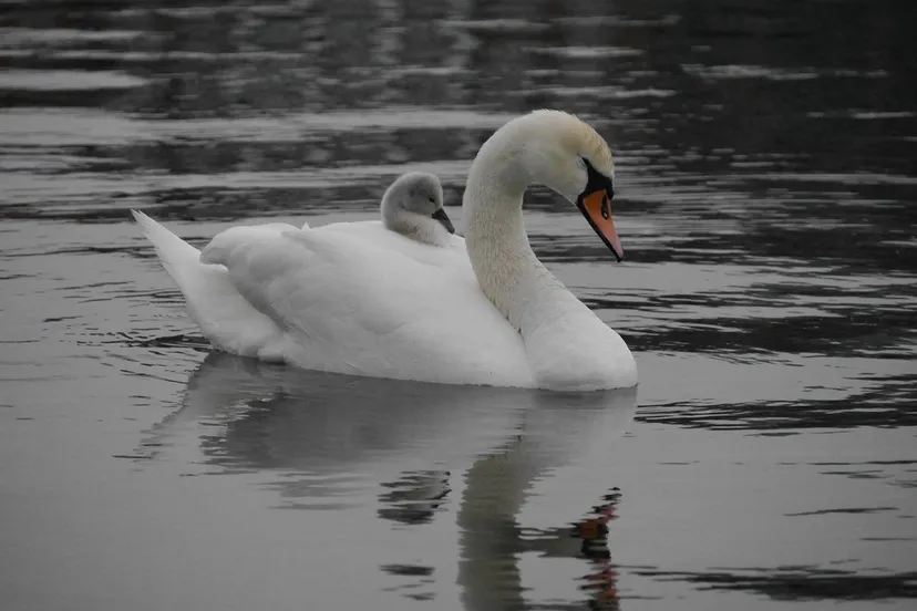 zwaan met jong samboep pixabay