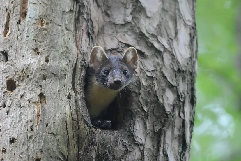 Boommarter_Wim_Weenink  (2)