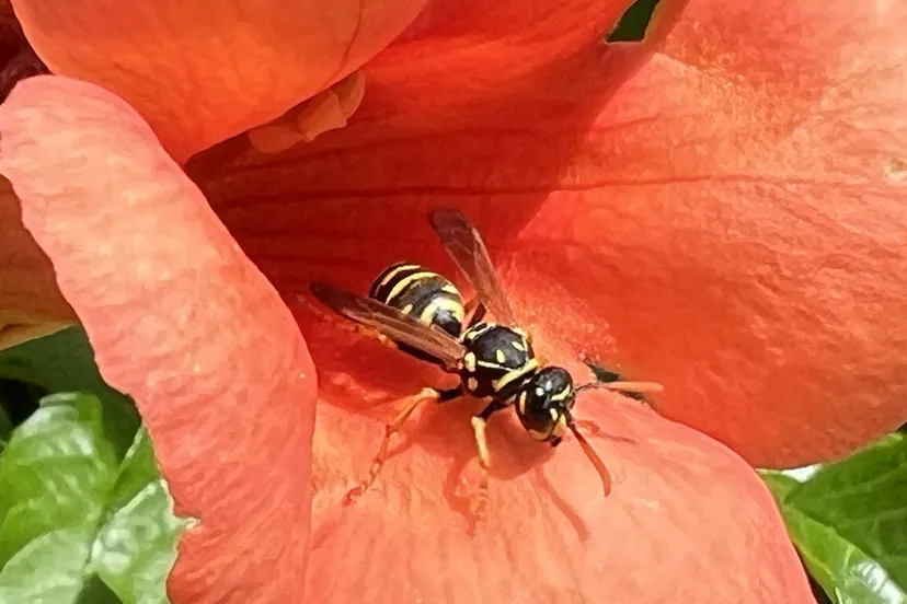 Franse veldwesp in trompetbloem - Nathan Veenstra