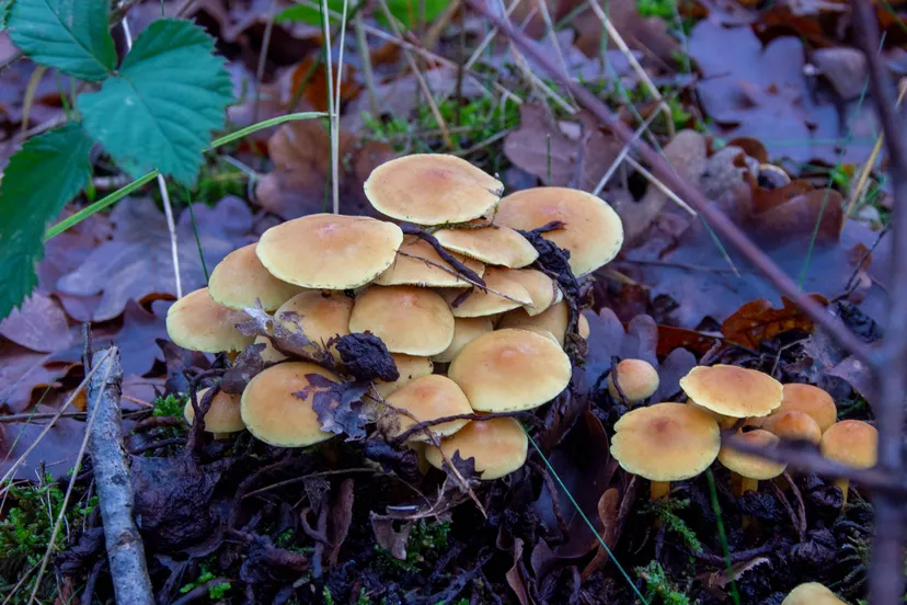 gewone_zwavelkop Paul Hermans CC BY-SA 4.0 Wikimedia