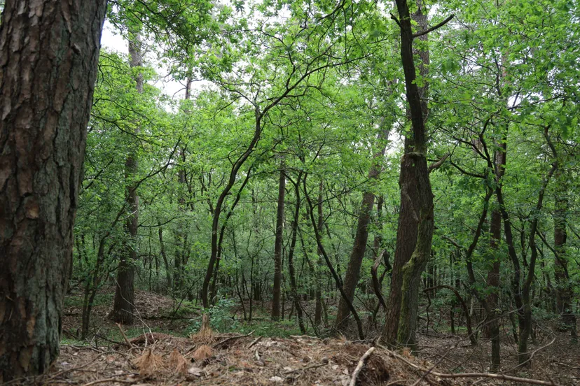 Otterlose bos Roy Strijker (6)