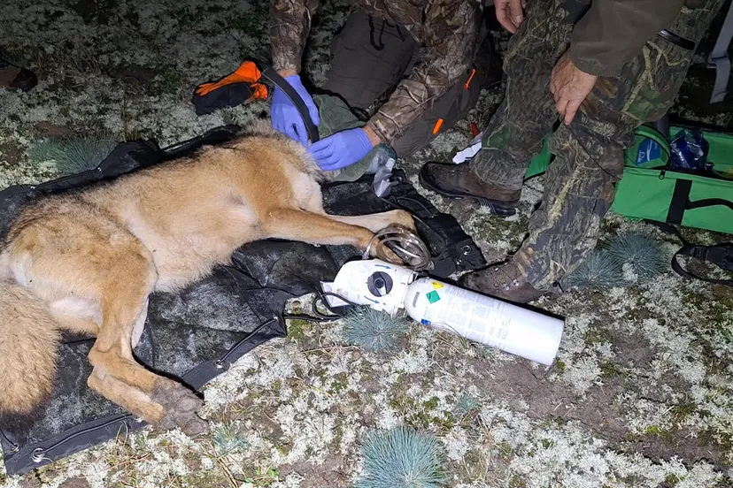 Schermafbeelding 1 video zenderen - Nationaal Park de Hoge Veluwe