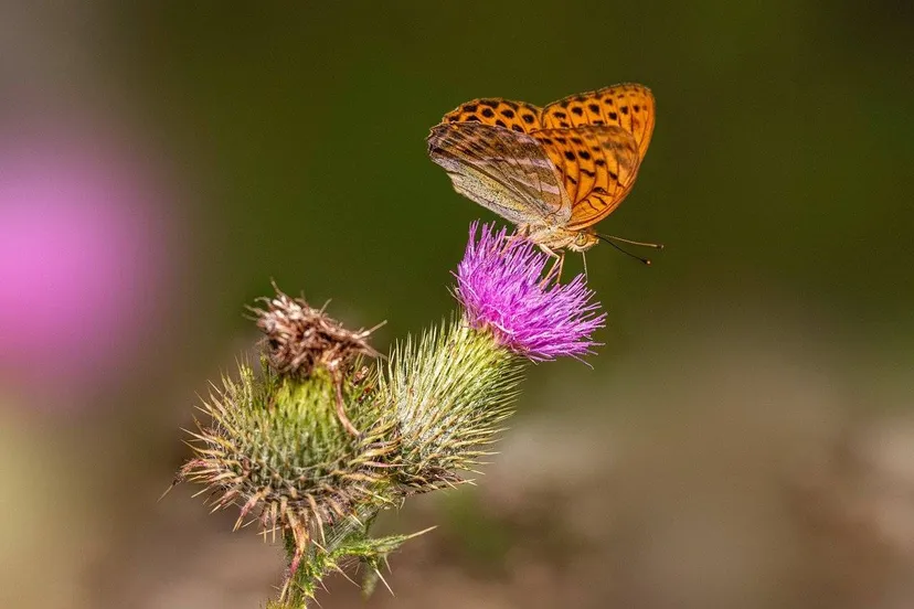 Zilvervlek Erik_Karits Pixabay