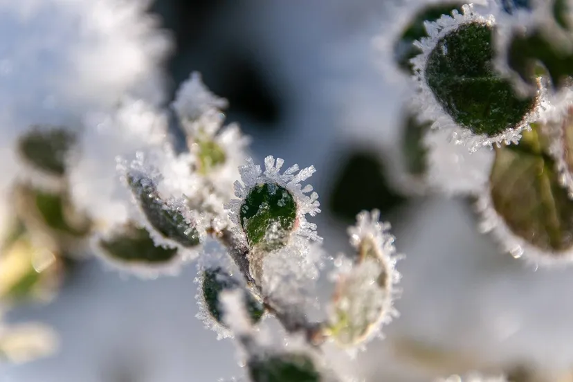 Koud wal_172619 Pixabay