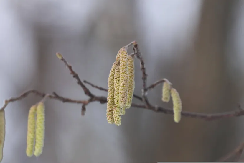 Els, pollen AnnaIlarionova Pixabay